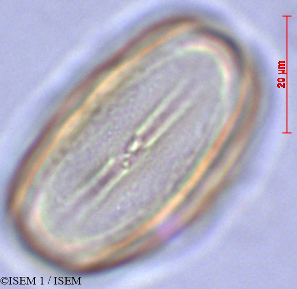 ISEM 1/Heliotropium_supinum_28884/Heliotropium_supinum_28884_0001(copy).jpg